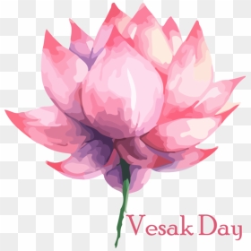 Transparent Vesak Lotus Family Sacred Lotus Lotus For - Vesak Day Png, Png Download - lotus png images