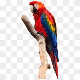 Parrot No Background - Macaw Png, Transparent Png - colourful png