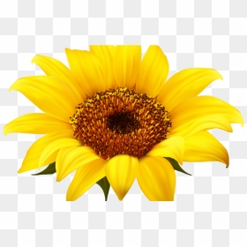 Sunflower Png, Png Download - Clear Background Sunflower Png, Transparent Png - marigold garland png