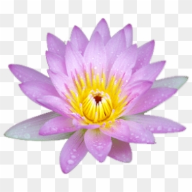 Download Small Pink Lotus Png Images Background - Nymphaea Nelumbo, Transparent Png - lotus png images