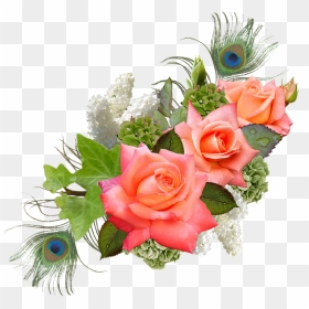 Rose, Rose Flower, Hydrangeas, Lilac, Peacock - Flower In Png Format, Transparent Png - flower images png format