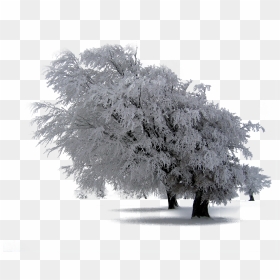 30 Snow Trees Png Photoshop Overlays, Backgrounds, - Snow Covered Landscape, Transparent Png - photoshop trees top png