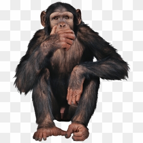Monkey Png Free Image Download - Monkey Transparent Png, Png Download - indian monkey png