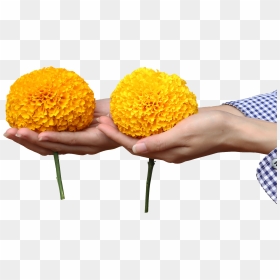 Banner-4 - Tansy, HD Png Download - marigold garland png