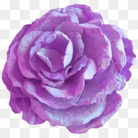 Garden Roses, HD Png Download - gamla flower png