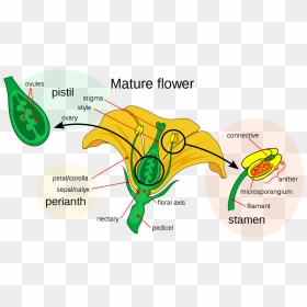 Pollen Grain Of A Flower, HD Png Download - flower images png format