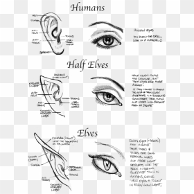 Art, Beautiful, And Elf Image - Half Elf Half Human, HD Png Download - beautiful eye png