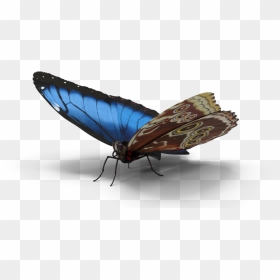 White Admiral Or Red Spotted Purple, HD Png Download - butterfly png 3d images