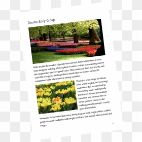 Tulip, Transparent Png - Tulip, Png Download - shrubs plan png