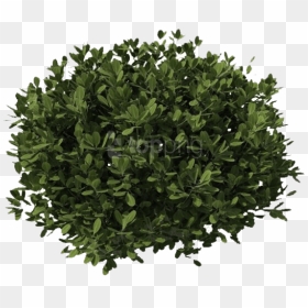 Bushes Png Images - Transparent Transparent Background Shrub Png, Png Download - shrubs plan png