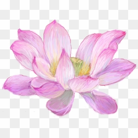 Nelumbo Nucifera Watercolor Painting Drawing - Nymphaea Nelumbo Drawing, HD Png Download - lotus png images