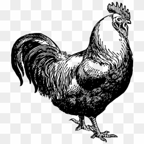 Transparent Hen Clipart Black And White - Chicken Black And White Clipart, HD Png Download - white hen png