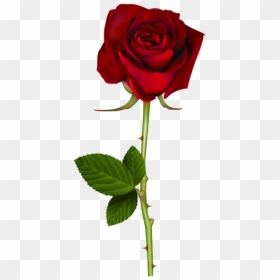 Pin By Anahita Daklani On Roses - Transparent Background Red Rose Png, Png Download - rose flower images png