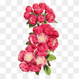 Apple Blossoms On Branch Cut-out - Garden Roses, HD Png Download - birthday flowers bouquet png