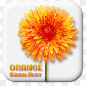 English Marigold, HD Png Download - marigold garland png