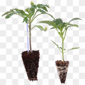 Vegetable Seedling Png, Transparent Png - real leaves png