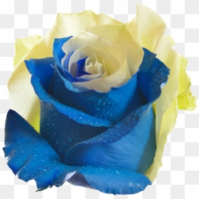 Blue And Yellow Rose Flower Png , Png Download - Rose Png Download Yellow, Transparent Png - rose flower images png