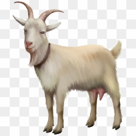 Rove Goat Sheep Stock Photography Stock Illustration - Realistic Goat Clip Art, HD Png Download - goat images png