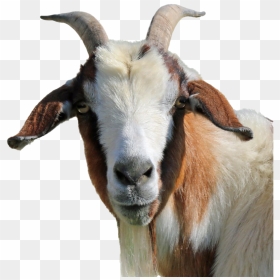 Goat Png Clipart - Transparent Background Goat Png, Png Download - goat images png