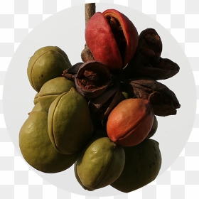 Seedless Fruit, HD Png Download - ashoka tree png