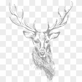 Stag - Transparent Deer Sketch Png, Png Download - white hen png