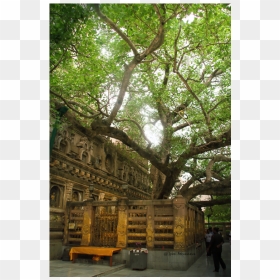 Oak, HD Png Download - peepal tree png