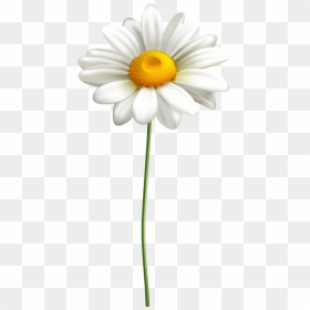 Oxeye Daisy, HD Png Download - peepal tree png
