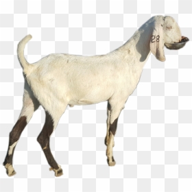 Goat , Png Download - Goat, Transparent Png - goat images png
