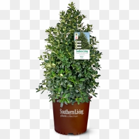 Shrubs Plan Png, Transparent Png - shrubs plan png