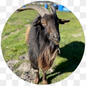 Stout - Goat, HD Png Download - goat images png
