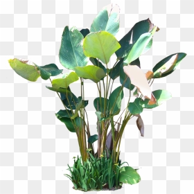 Tropical Plants Png - Calathea Png, Transparent Png - plants png images
