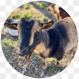 Red - Goat, HD Png Download - goat images png