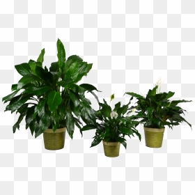 Transparent Blooming Bromeliads Plants , Png Download - Houseplant, Png Download - plants png images