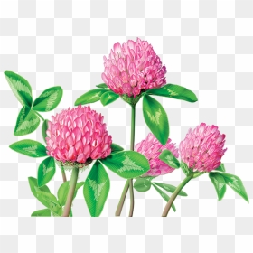 Clover Flower Png - Buy Red Clover, Transparent Png - clove png