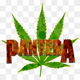 Here"s A Mid 90s Logo I Had A Digital Artist Re-create - Weed Picsart, HD Png Download - chinar leaf png