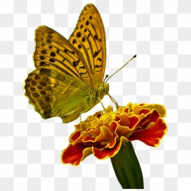 Butterfly On Flower, HD Png Download - butterfly hd png