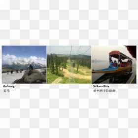 Picture5 - Ridge, HD Png Download - chinar leaf png