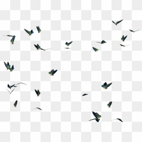 Thumb Image - Real Flying Butterfly Png, Transparent Png - butterfly hd png