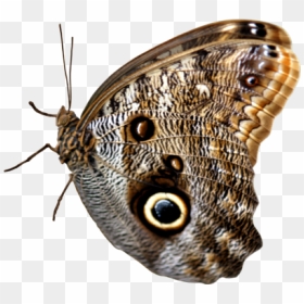 Насекомые Без Фона, HD Png Download - butterfly hd png