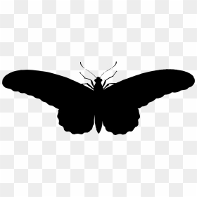Illistration Clipart Butterfly Silhouette - ภาพ ผีเสื้อ ขาว ดํา, HD Png Download - butterfly hd png