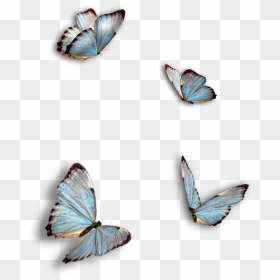 Ragdoll Kitty And Butterflies, HD Png Download - butterfly hd png
