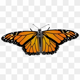 Transparent Monarch Clipart - Drawing Monarch Butterfly, HD Png Download - butterfly hd png