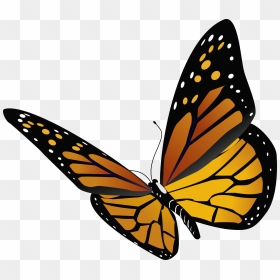 Monarchy Drawing Monarch Butterfly Frames Illustrations - Transparent Background Butterfly Clip Art, HD Png Download - butterfly hd png
