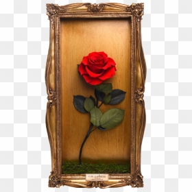 Wall Frame - Garden Roses, HD Png Download - wall frame png