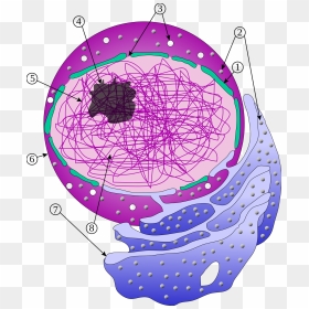 Nucleus And Er, HD Png Download - nucleus png
