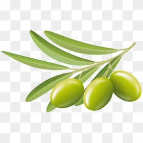 Green Olive Png - Transparent Background Olive Clipart, Png Download - jamun png