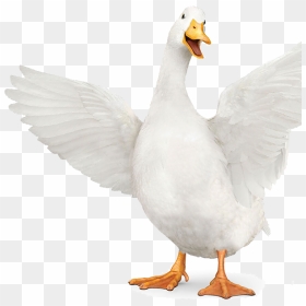 Aflac Duck, HD Png Download - aflac logo png