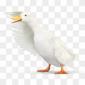 Aflac Duck Gif, HD Png Download - aflac logo png