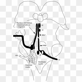 Nerve Drawing Clip Library Download - Line Art, HD Png Download - nucleus png