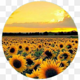 #circle #flower #sunflower #aesthetic #tumblr - Sunflower Aesthetic, HD Png Download - tumblr png wallpaper